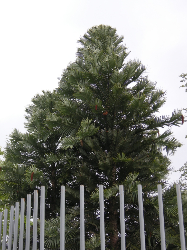 Wollemia nobilis