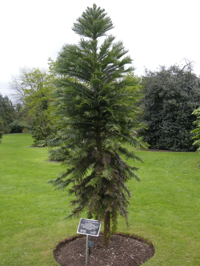 Wollemia nobilis
