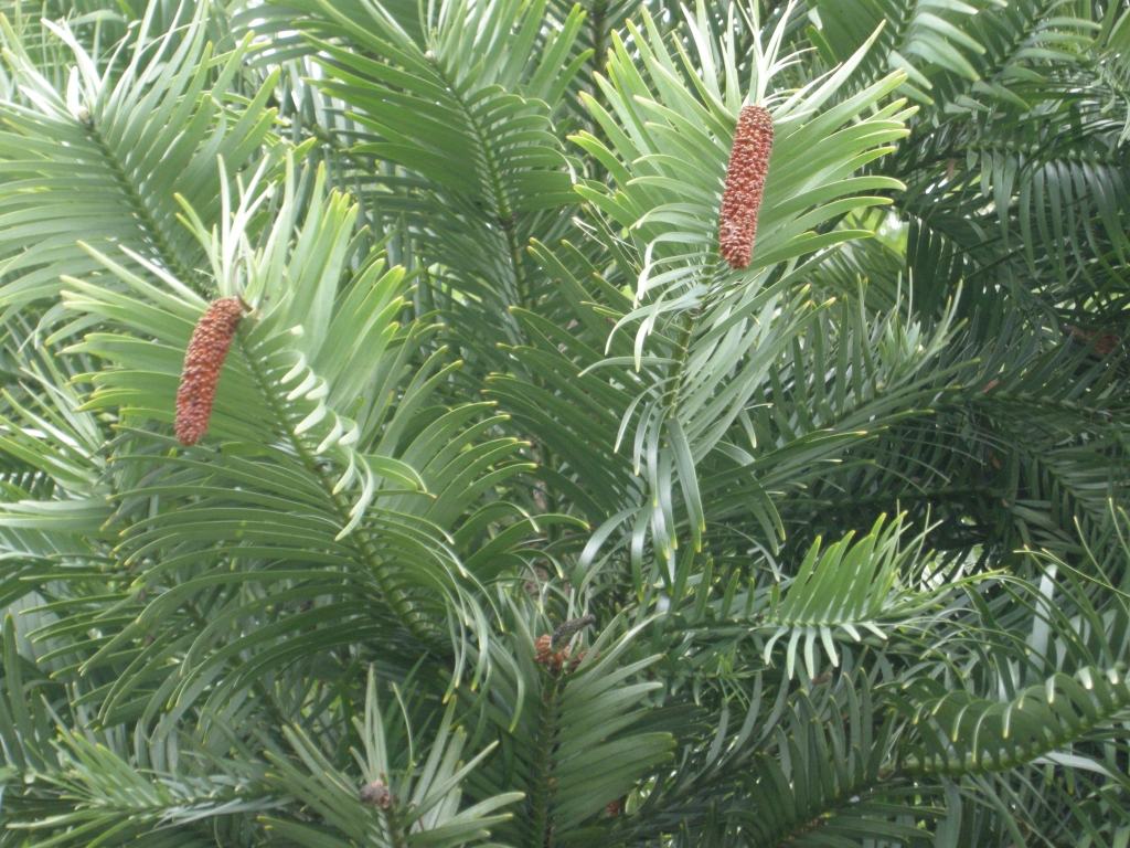 Wollemia nobilis