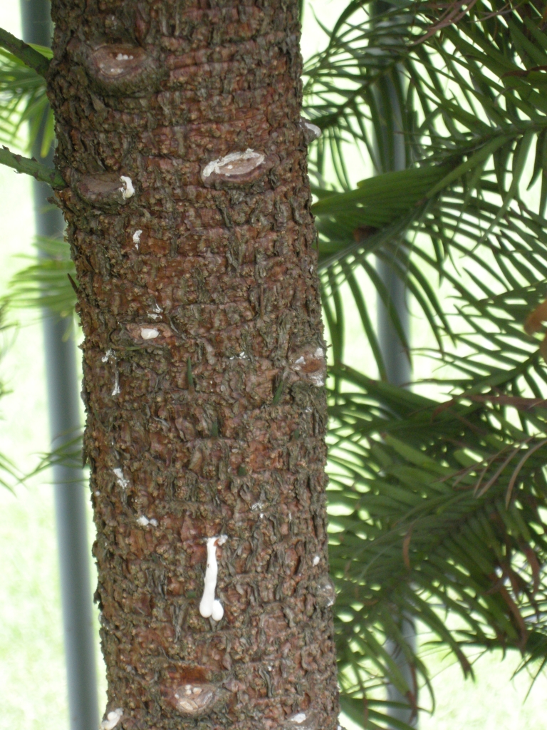 Wollemia nobilis