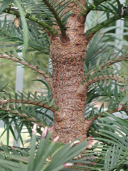 Wollemia nobilis