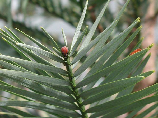 Wollemia nobilis