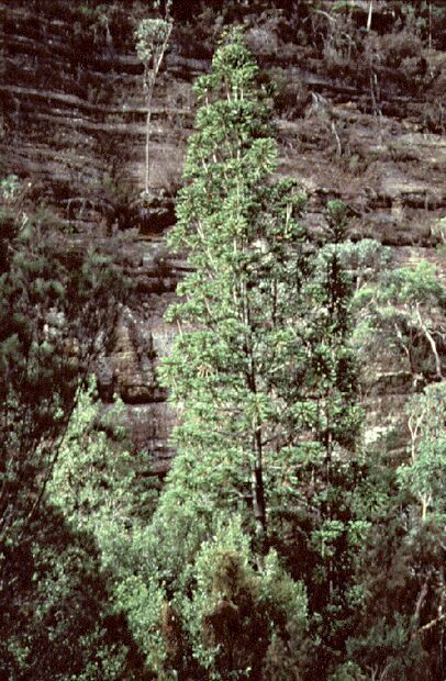 Wollemia nobilis