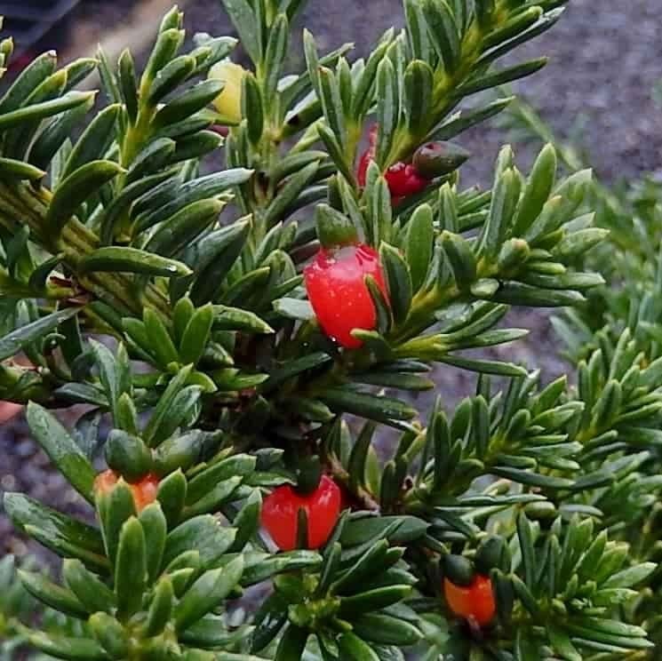 Podocarpus nivalis