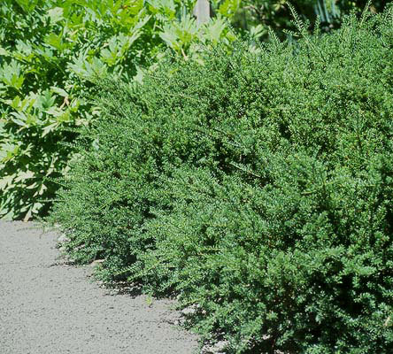 Podocarpus nivalis