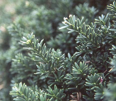Podocarpus nivalis