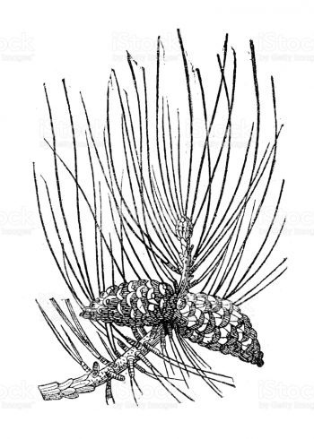 Pinus nigra