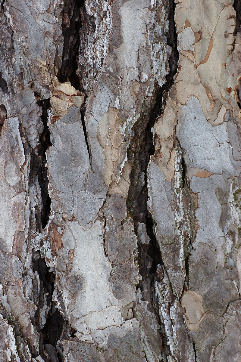 Pinus nigra