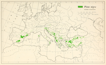 Pinus nigra