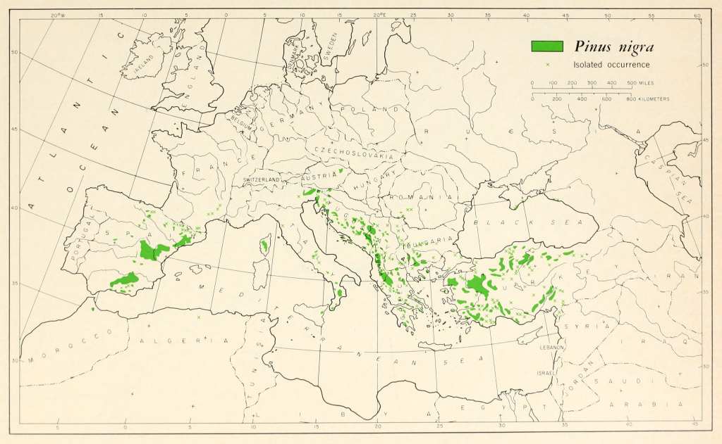 Pinus nigra