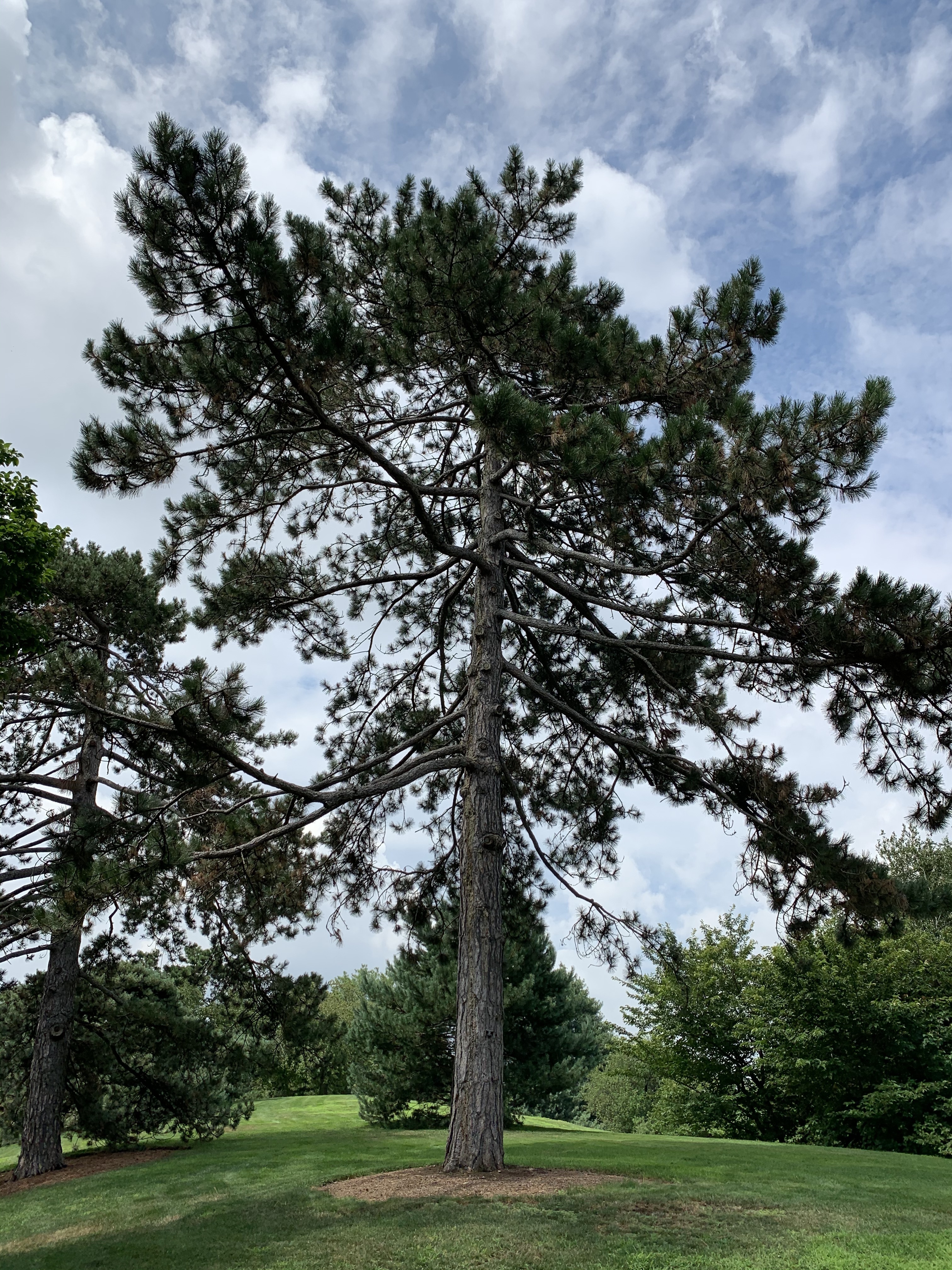 Pinus nigra