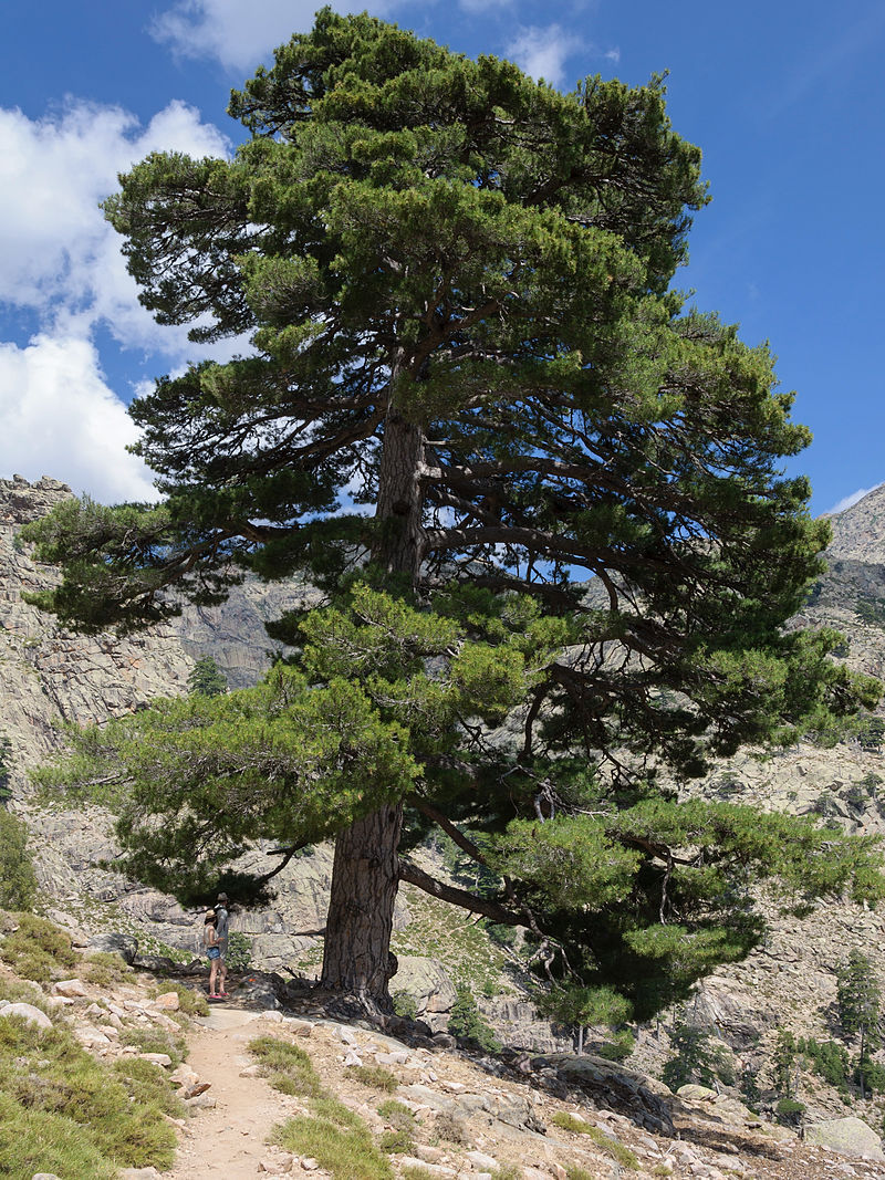 Pinus nigra