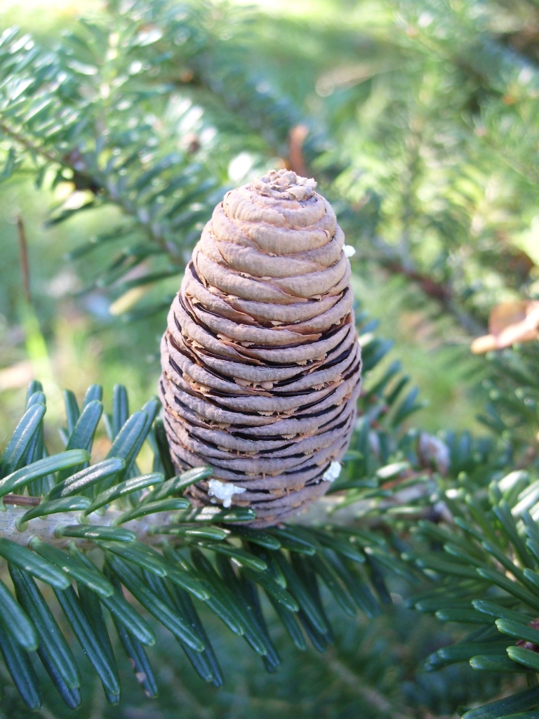 Abies nephrolepis