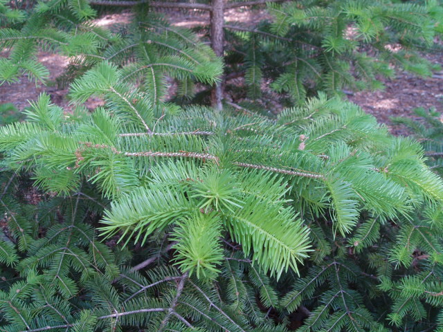 Abies nephrolepis