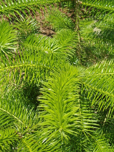 Abies nephrolepis