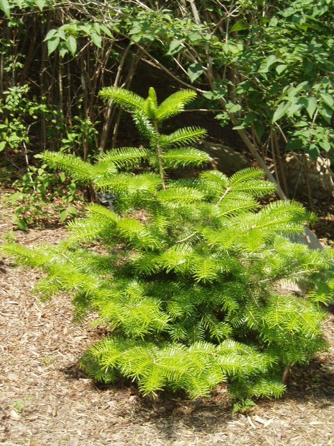 Abies nephrolepis