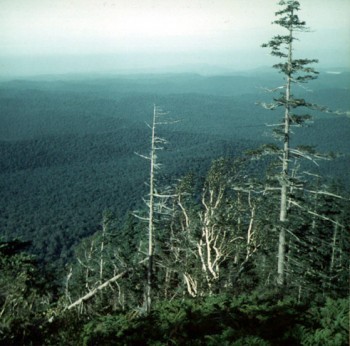 Abies nephrolepis