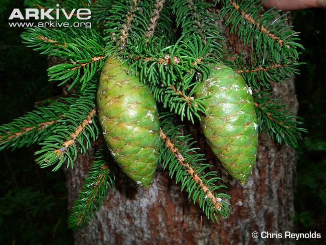 Picea neoveitchii