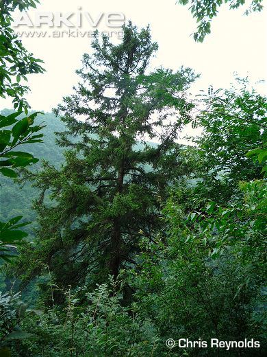 Picea neoveitchii