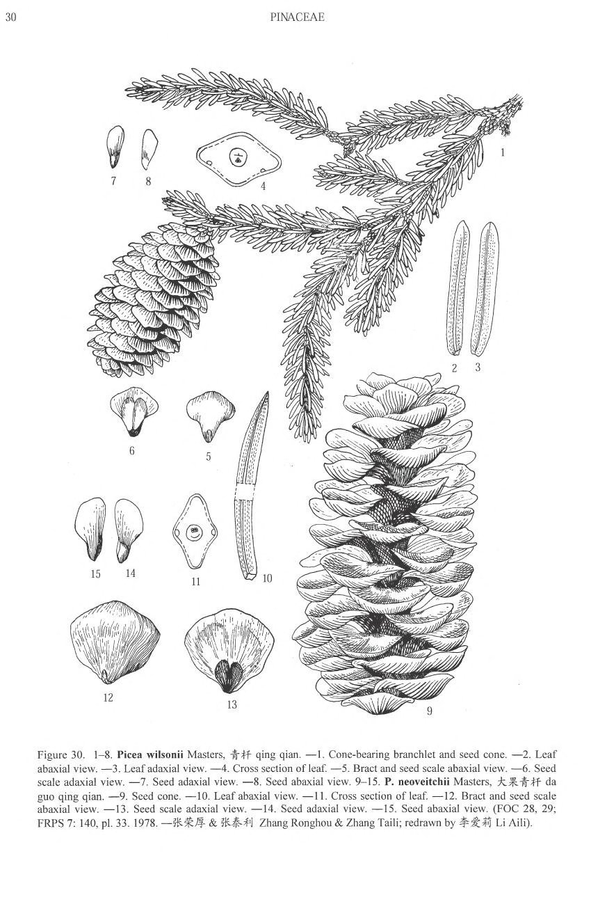 Picea neoveitchii