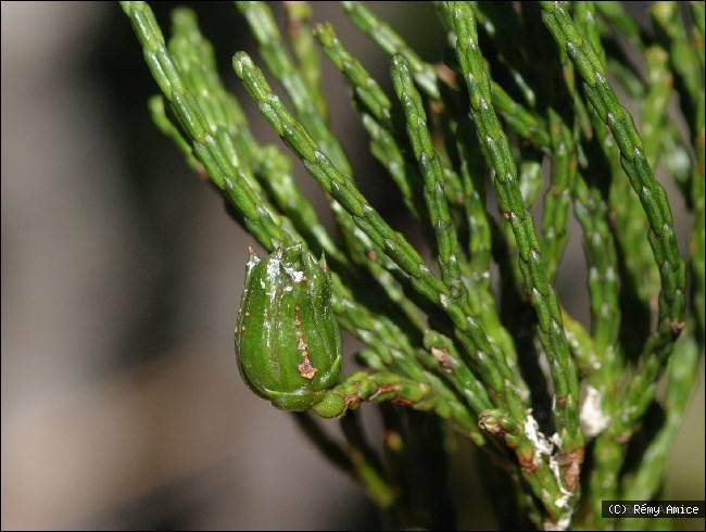 Callitris neocaledonica