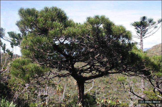 Callitris neocaledonica