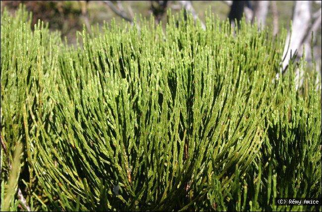 Callitris neocaledonica
