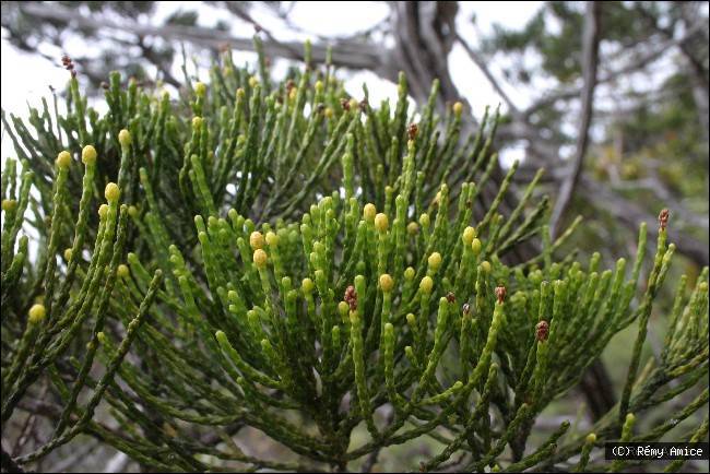 Callitris neocaledonica