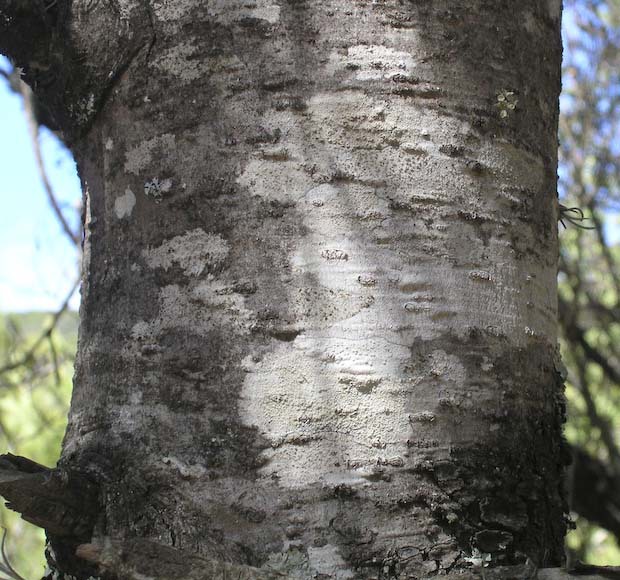 Pinus nelsonii