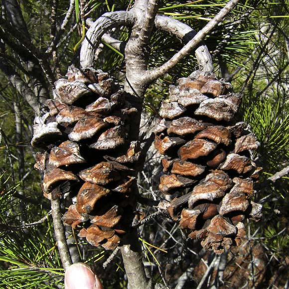 Pinus nelsonii