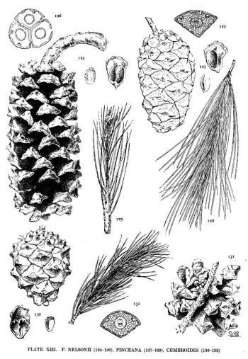 Pinus nelsonii