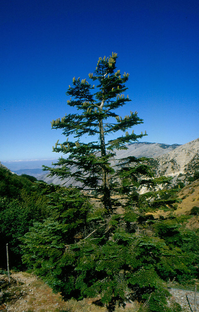 Abies nebrodensis