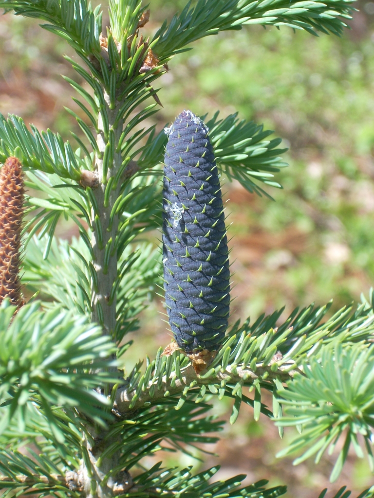 Abies nebrodensis