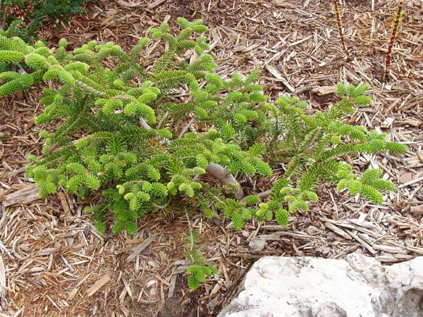 Abies nebrodensis
