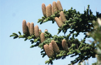 Abies nebrodensis