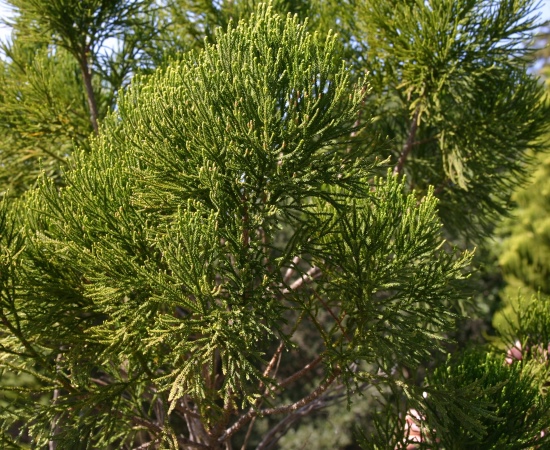 Dacrydium nausoriense