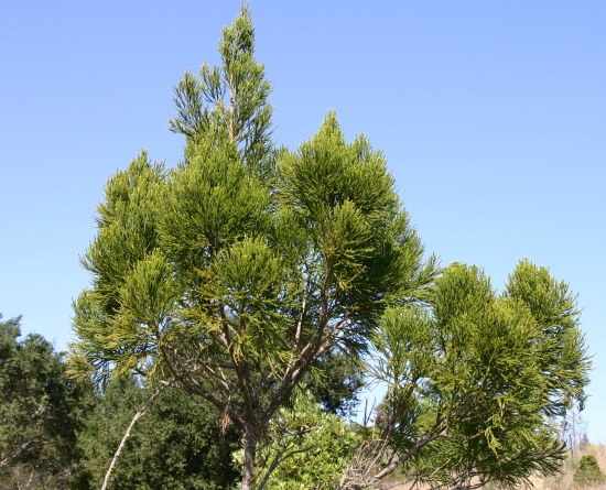 Dacrydium nausoriense
