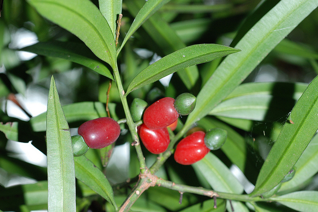 Podocarpus nakaii