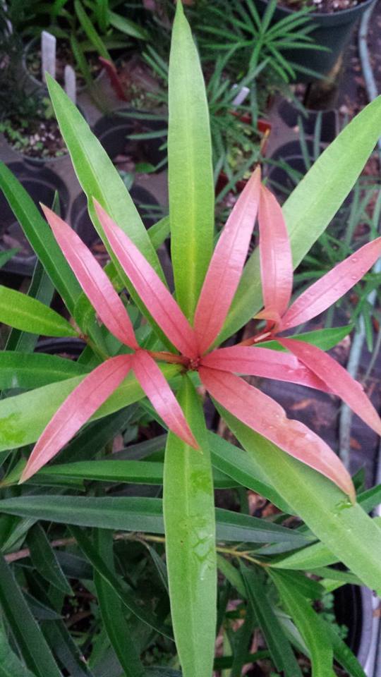 Podocarpus nakaii