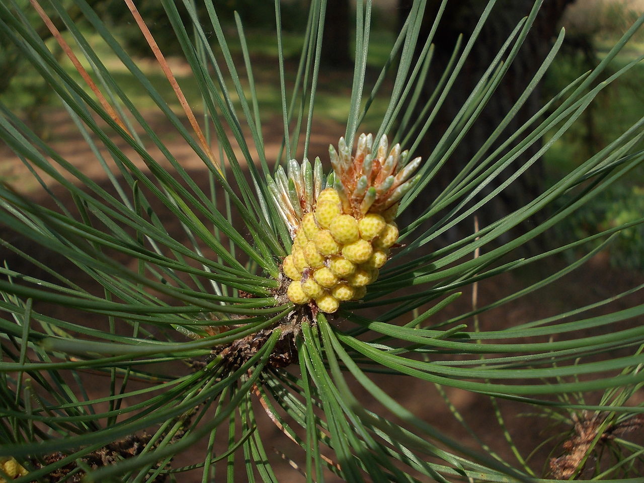 Pinus muricata