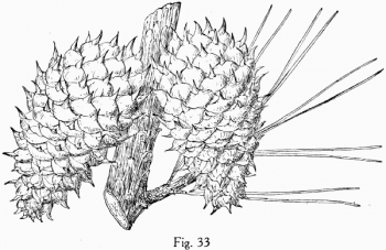 Pinus muricata