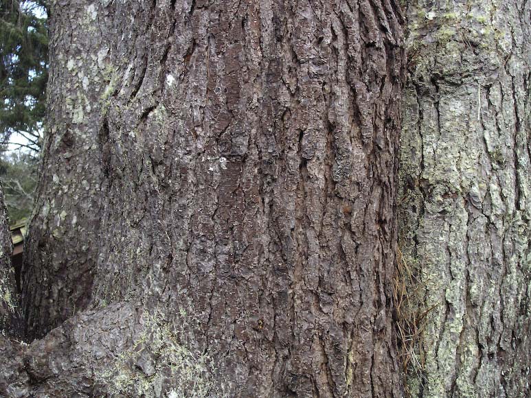 Pinus muricata