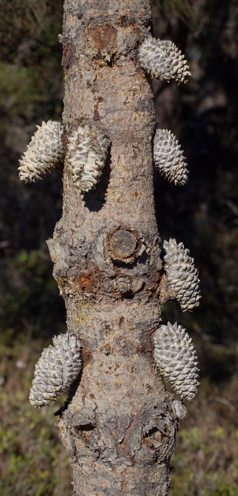 Pinus muricata