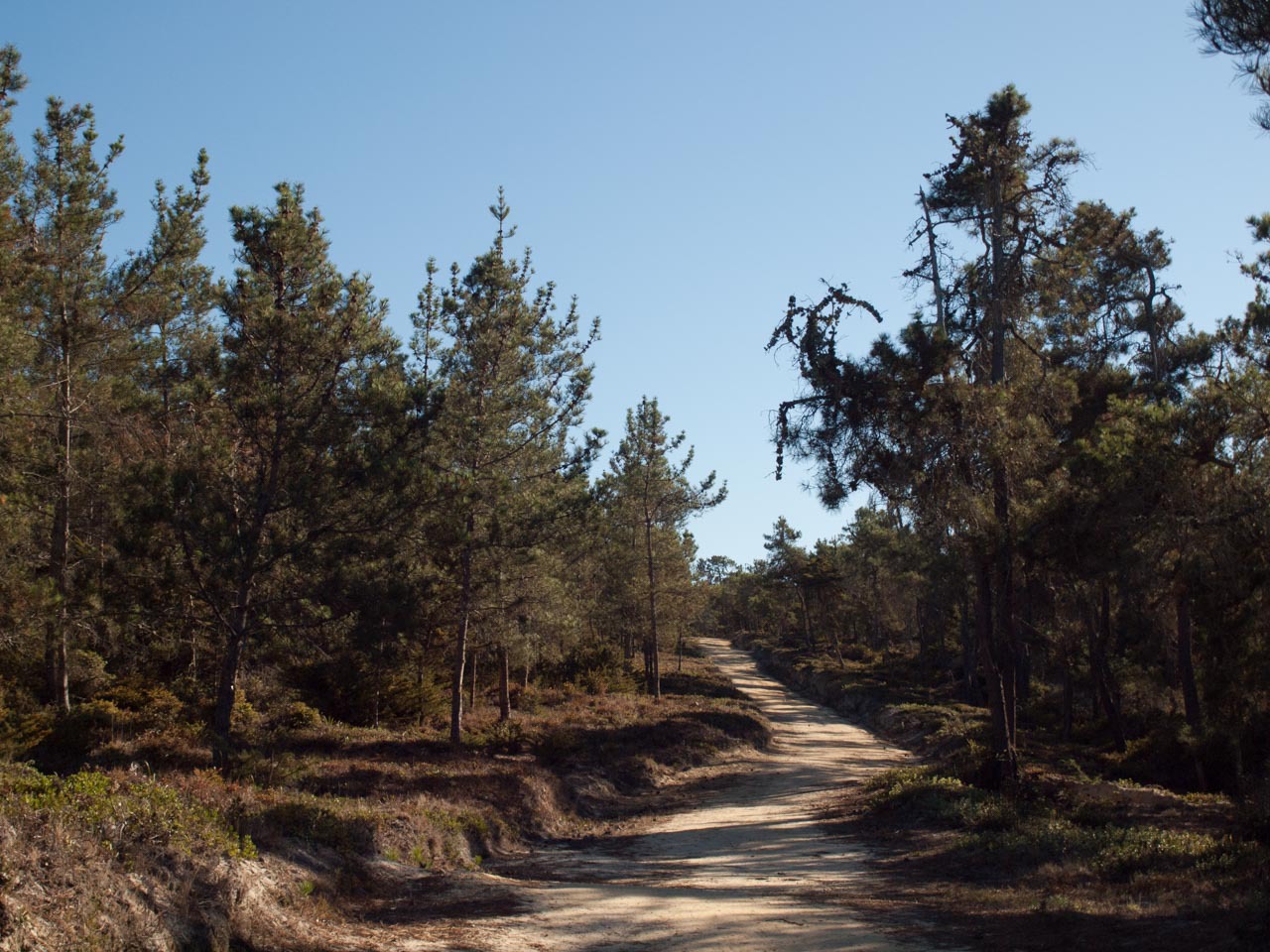 Pinus muricata