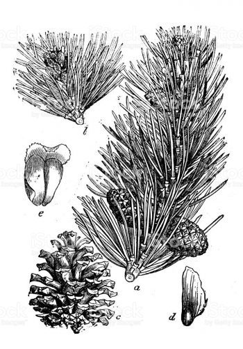 Pinus mugo