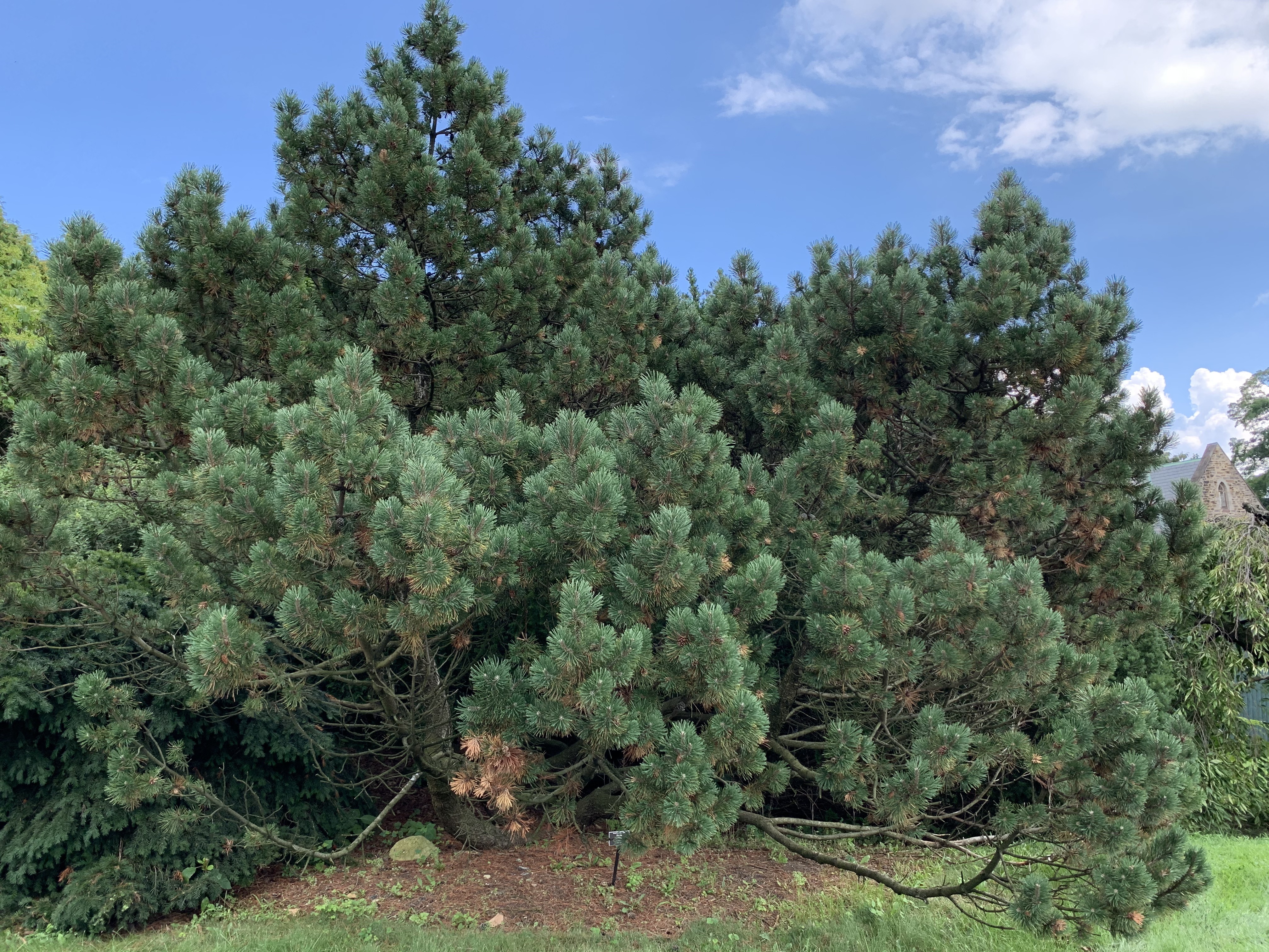 Pinus mugo