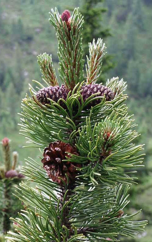 Pinus mugo