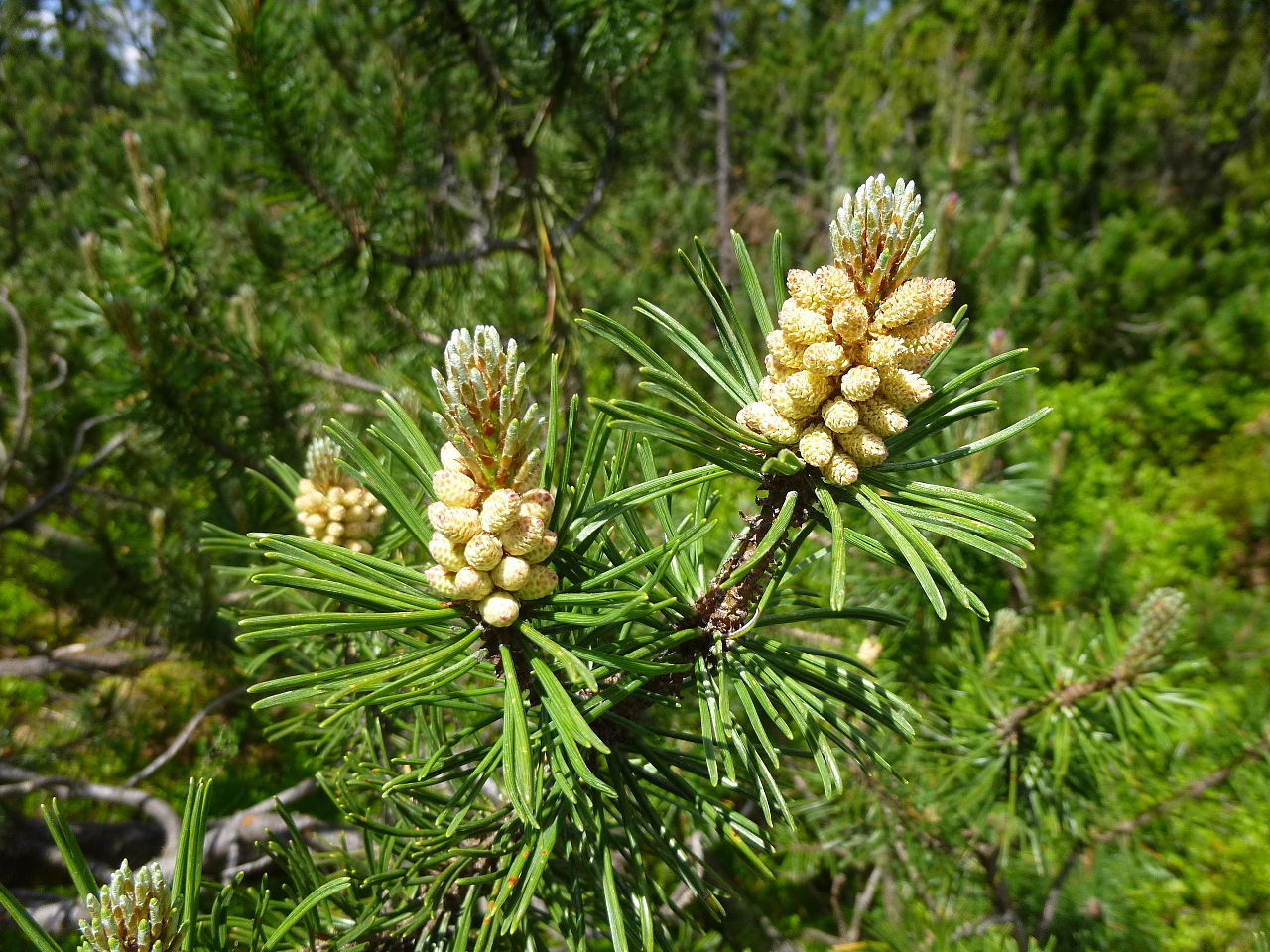 Pinus mugo