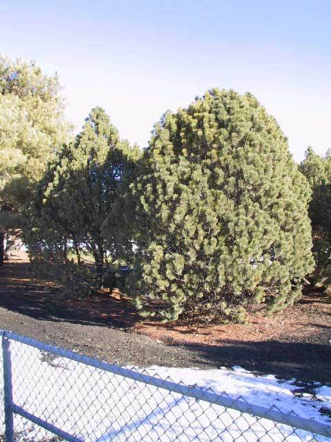 Pinus mugo