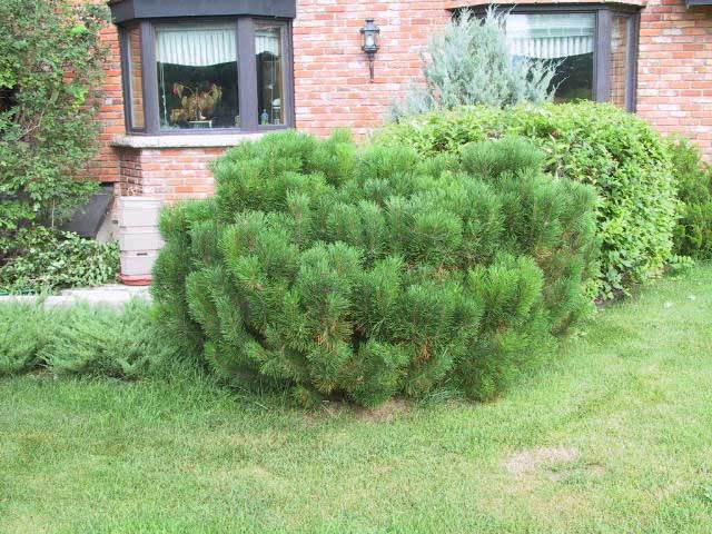 Pinus mugo